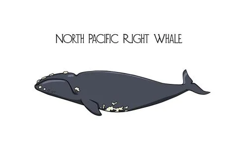 Hand drawn whale Stock Illustration