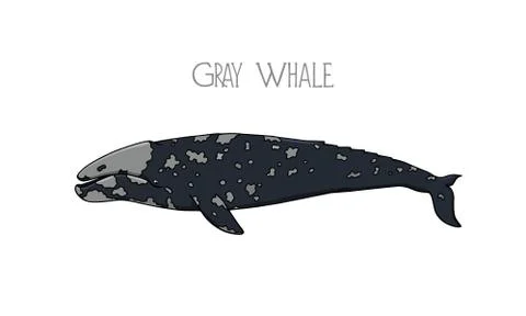 Hand drawn whale Stock Illustration