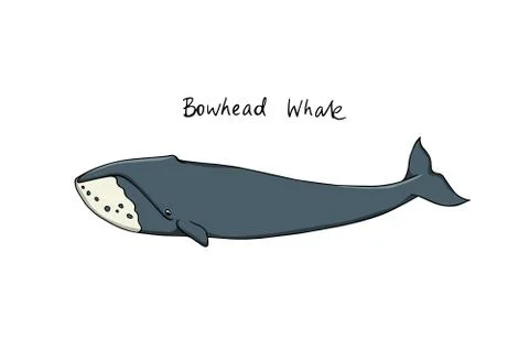 Hand drawn whale Stock Illustration