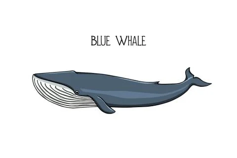 Hand drawn whale Illustrazione stock