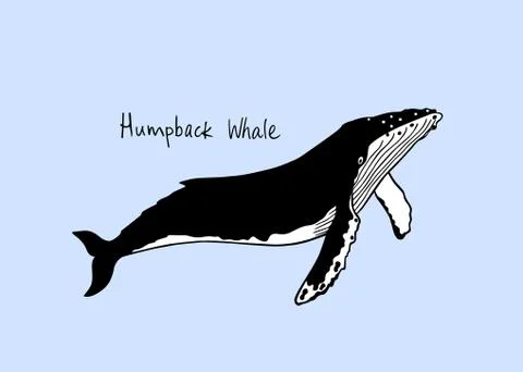 Hand drawn whale Stock Illustration