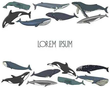 Hand drawn whales Stock Illustration