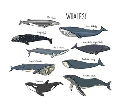 Hand drawn whales Stock Illustration