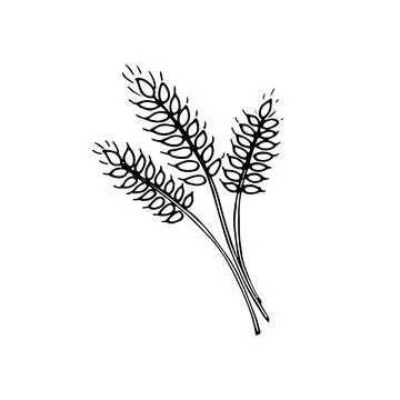 Hand drawn wheat ears cereal crop sketch Stock Illustration