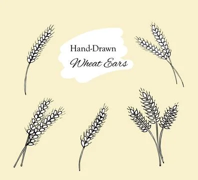 Hand drawn wheat ears set Stock Illustration