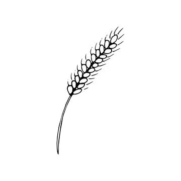 Hand-drawn wheat ears sketch Stock Illustration