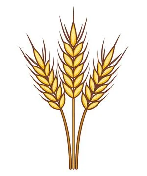Hand drawn wheat spikelets. Stock Illustration