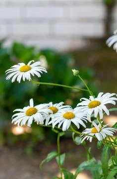 Hand Drawn White Daisies Foto stock