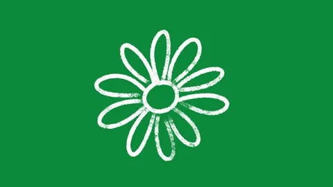 Hand Drawn White Daisy Flower Animation on Green Screen Summer Floral Overlay Stock Footage 334608560