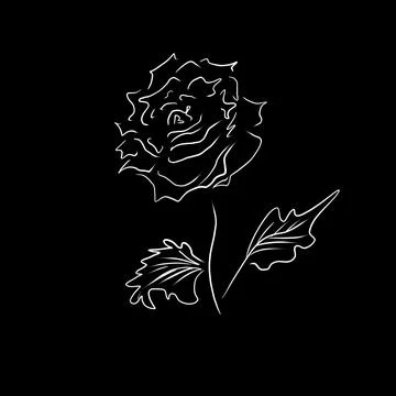 Hand drawn white rose vector sketch, doodle style Stock Illustration