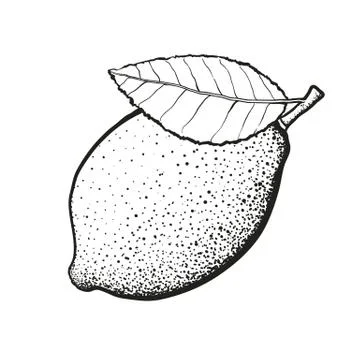Hand drawn whole lemon with leaf Illustrazione stock