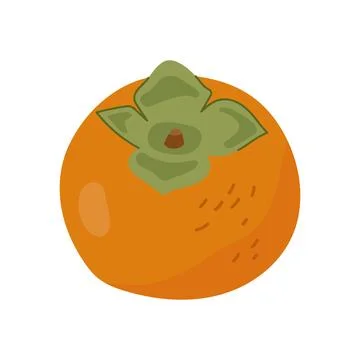 Hand drawn whole orange persimmon fruit vector illustration isolated Stock Illustration