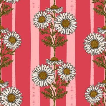Hand drawn wild daisy botanical stripe pattern with vintage folk floral illus Ilustración de archivo