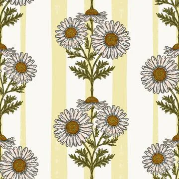 Hand drawn wild daisy botanical stripe pattern with vintage folk floral illus 스톡 일러스트