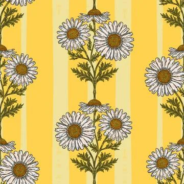 Hand drawn wild daisy botanical stripe pattern with vintage folk floral illus Stock Illustration