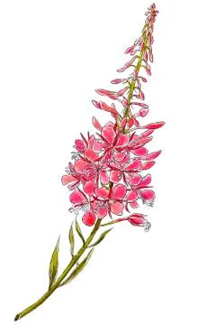 Hand drawn wild flower willow isolated on white background. Botanical element Stock Illustration