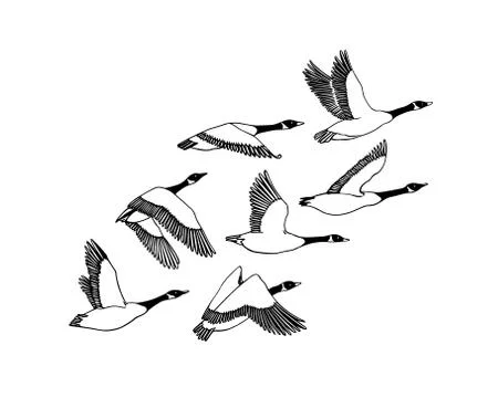 Hand drawn wild geese Stock Illustration
