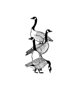 Hand drawn wild geese Stock Illustration