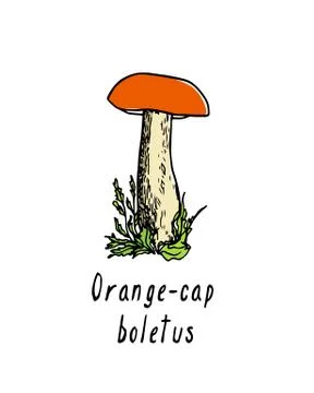 Hand drawn wild mushroom Stock Illustration