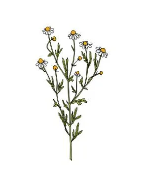 Hand drawn wildflower Stock Illustration