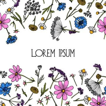 Hand drawn wildflower Stock Illustration