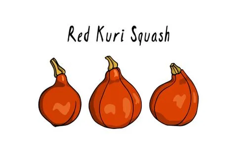 Hand drawn winter squash Stock Illustration
