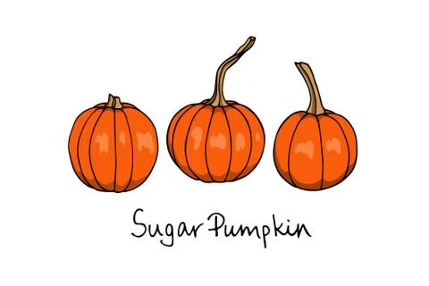 Hand drawn winter squash Stock Illustration