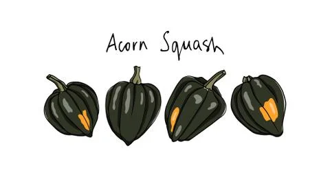 Hand drawn winter squash Stock Illustration