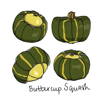 Hand drawn winter squash Stock Illustration