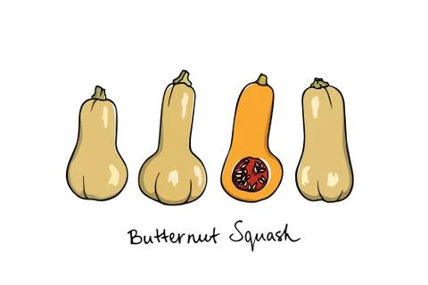 Hand drawn winter squash Stock Illustration