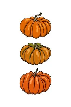 Hand drawn winter squash Illustrazione stock