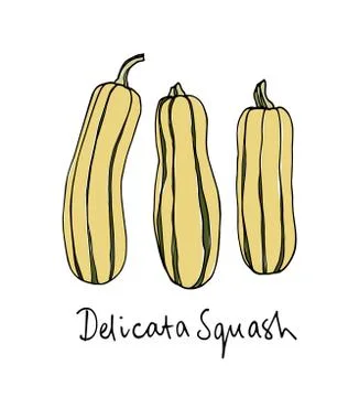 Hand drawn winter squash Stock Illustration