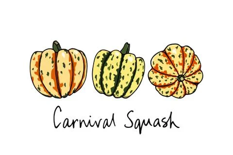 Hand drawn winter squash Stock Illustration