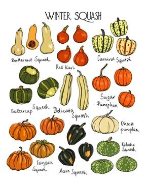 Hand drawn winter squash Stock Illustration