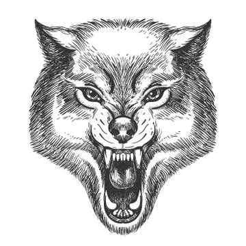 Hand Drawn Wolf Head Stock Illustration