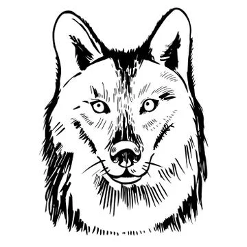 Hand drawn wolf head. Vector sketch  illustration. Stock Illustration