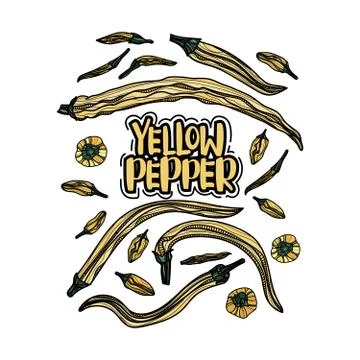 Hand drawn yellow pepper vector illustration. Stock Illustration