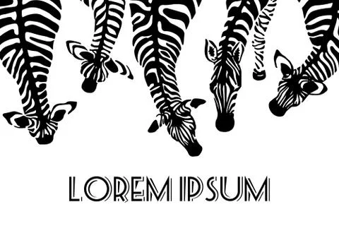 Hand drawn zebras Stock Illustration