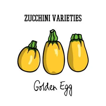 Hand drawn zucchini Stock Illustration