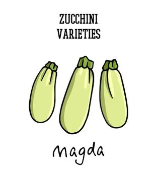 Hand drawn zucchini Stock Illustration