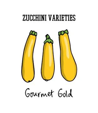 Hand drawn zucchini Stock Illustration