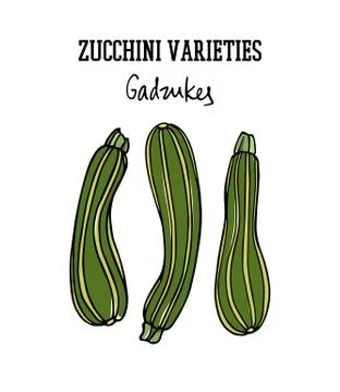 Hand drawn zucchini Stock Illustration