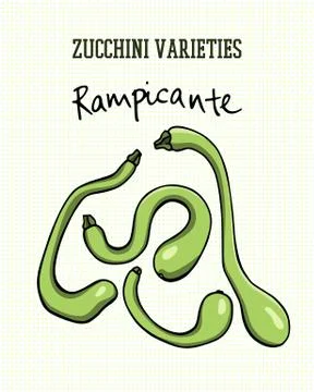 Hand drawn zucchini Stock Illustration