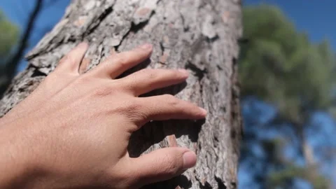 Hand dressing table and pine bark in forest. Save the green planet Earth. Stock Footage 221566327