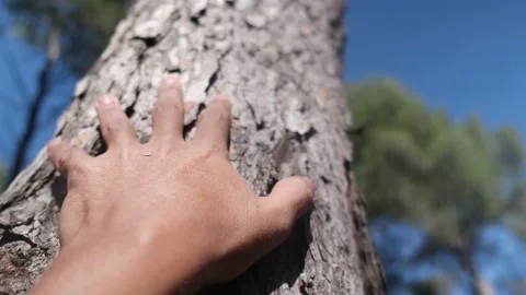 Hand dressing table and pine bark in forest. Save the green planet Earth. Stock-Footage 221566329