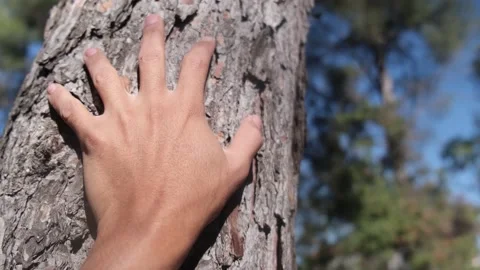 Hand dressing table and pine bark in forest. Save the green planet Earth. Stock Footage 221566337