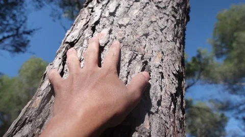 Hand dressing table and pine bark in forest. Save the green planet Earth. Stock Footage 221566346