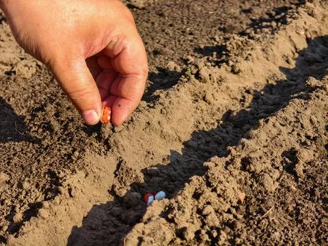 Hand dropping bean seeds into a prepared trench in garden soil, representing new Stock Photos