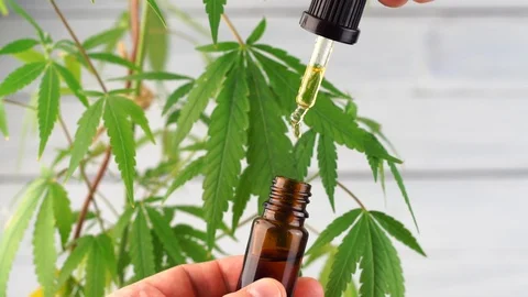 Hand dropping CBD oil from pipette to the bottle against Cannabis plant Stock Footage 107072064