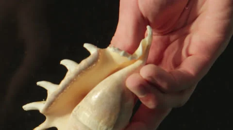 A hand is dropping a clam in water Stock Footage 24890092